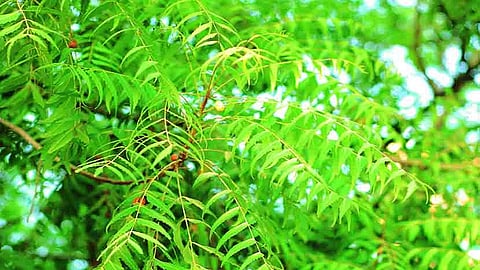 neem.jpg