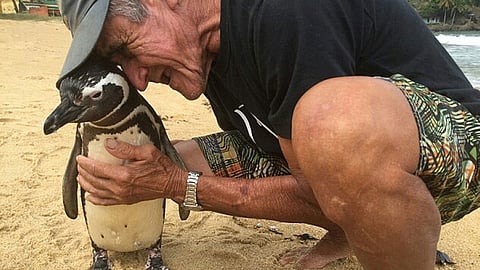 Dindim Penguin