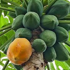 papaya