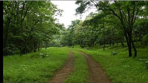 पारशिवनीः विविध रोगांमुळे सोयाबीन पिकाची झालेली अवस्था.