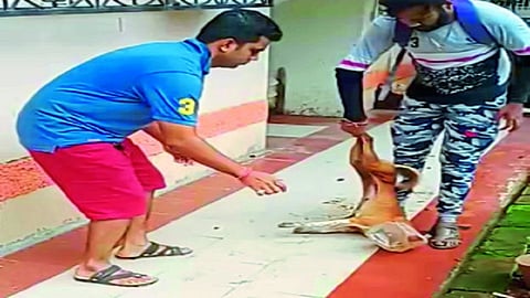 पेण : कुत्र्याच्या डोक्यात अडकलेली प्लास्टिक बरणी काढताना प्राणिमित्र.