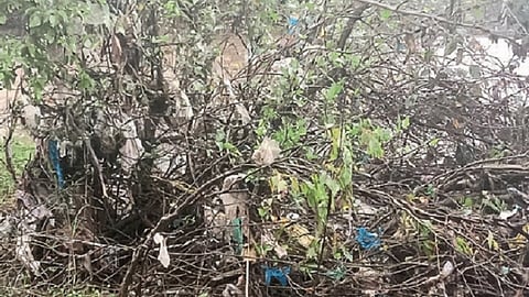माणगाव : नदीच्या तीरावर झुडपांमध्ये साठलेला प्लास्टिकचा कचरा.