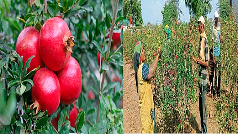 pomegranates.jpg