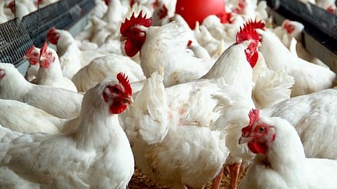 poultry business increased nowadays in ratnagiri also rate of chicken and eggs increases