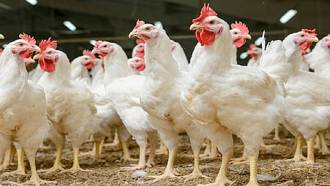 poultry