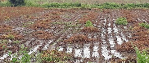 Heavy rains hit 32 talukas in Vidarbha