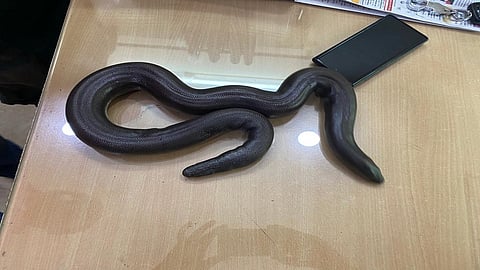 rare species of The Sand Boa snake was saved in pune and to detain katraj snake park