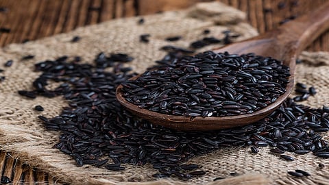 black rice research in konkan ratnagiri in agriculture research center