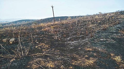 rohilya 1.jpg