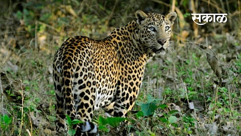 The growling leopard became violent; How to go to the farm, how to stay at home