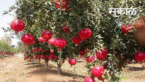sakal (49).jpg