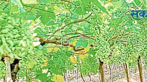 grapes