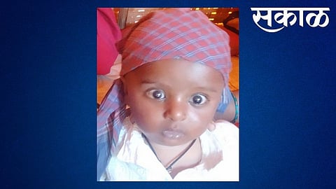 One year old child killed in leopard attack, incident at Talwade (Dist. Sangli), child is of Beed district