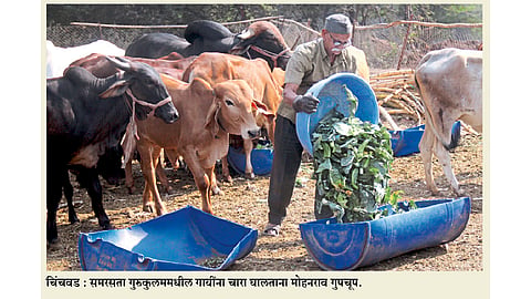 चिंचवडमधील ज्येष्ठाचा गोसेवेचा वसा