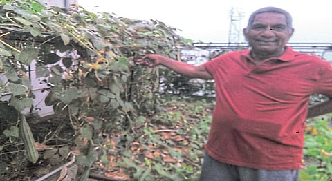 organic farming on terrace in nagpur