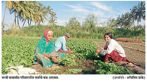 पालक, माठ, चाकवताने शेती केली सोपी