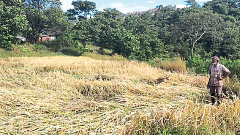 Farmer Apply Scheme Government In Rajapur Kokan Marathi News