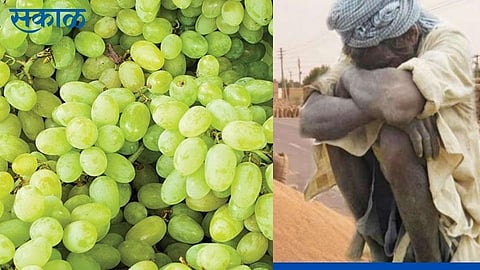 registration of businessman of grapes sapling not done for this year in sangli