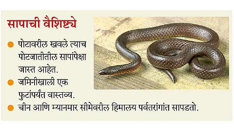 snake