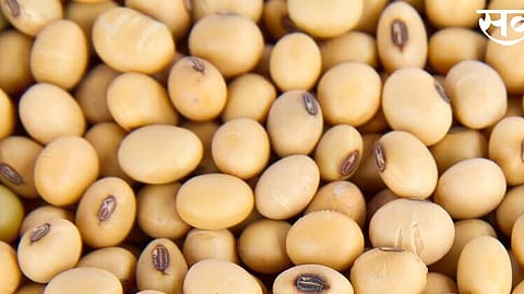 soyabean