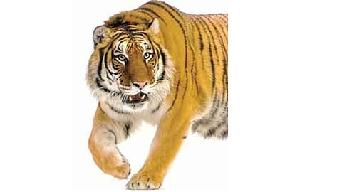 चंदगड तालुक्यात कलिवडे, बिदरमाळात वाघाची दहशत कायम