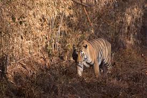 tiger