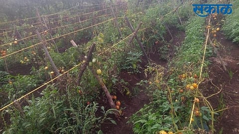 rain in konkan damage mango and all crops in konkan ratnagiri