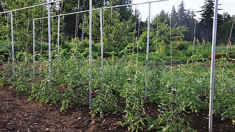 tomato farm
