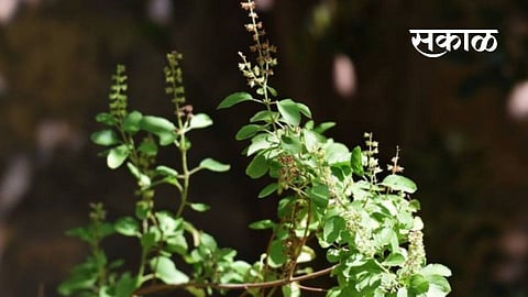 Use basil to reduce body fat These are the benefits