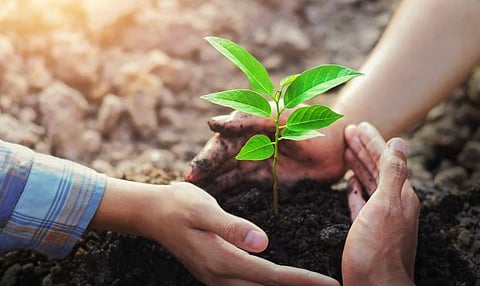 देवराष्ट्रेत विलगीकरण केंद्रात वृक्षलागवडीची चळवळ