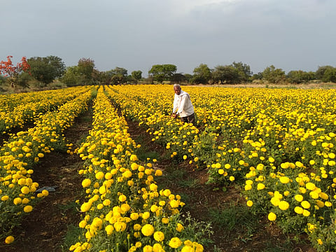 शेतात फुललेली झेंडूची फुले