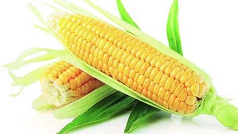 International research on maize in Kolhapur marathi news