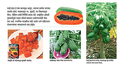 पपईपासून बनवा पेपेन, पेक्टिनसह मूल्यवर्धित उत्पादने