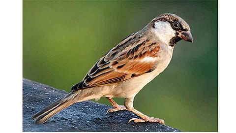 #WorldSparrowDay चिऊताई आली अंगणी
