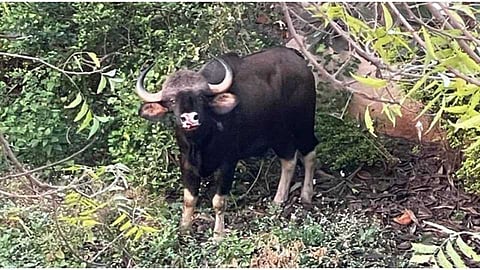 महाबळेश्वर : साडे सात तासांच्या अथक प्रयत्नानंतर विहीरीतील गव्यास जीवदान
