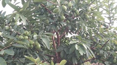 जवखेडा : फळबागेतील झाडांना लगडलेले पेरू.