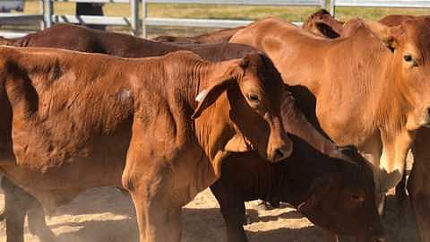 1cow_4