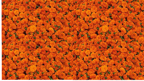 return rain hit the zendu flowers 80 rs per kg