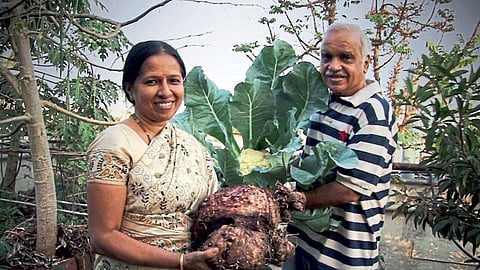 farming on terrace