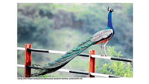 चांदोलीच्या विकासाची दिशा ठरवण्यासाठी उद्या बैठक