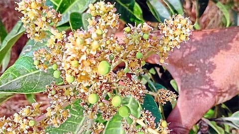 Fall In Temperature In Ratnagiri Marathi News
