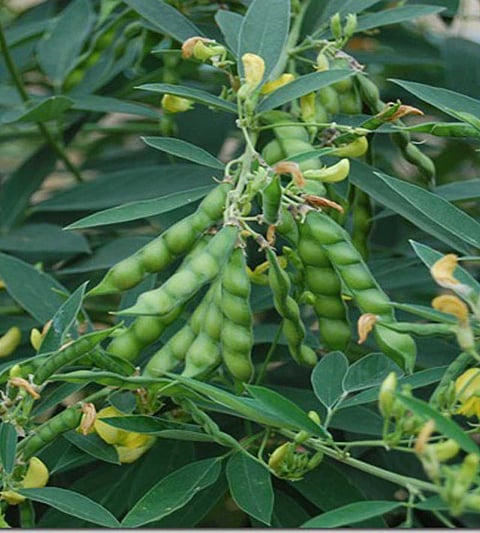 2Redgram_plant