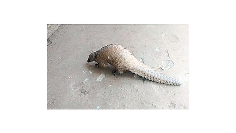 Pangolins Found In Sindhudurg Tamboli Chaphewadi