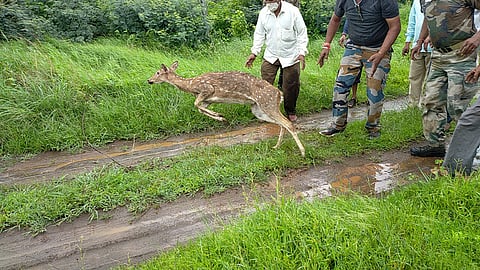 वाट हरवीलेल्या चितळ ला वनविभागाच्या कर्मचाऱ्यांनी सोडले त्याच्या अधिवासात