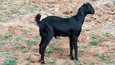 600 Rs Mutton Rate In Belgaum News