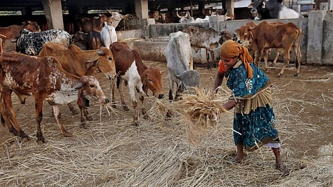 Animals like cow and other not getting food properly in Nagpur