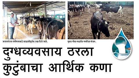 दुग्धव्यवसाय ठरला कुटुंबाचा आर्थिक कणा