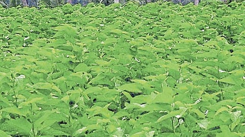महारेशीम अभियानात १३७०७ शेतकऱ्यांची नोंदणी