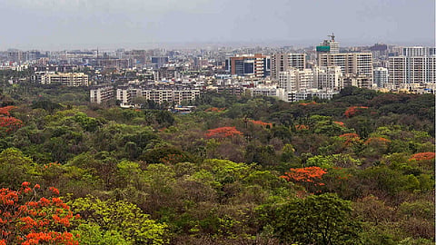 मुंबईची फुफ्फुस सुधारणार, आरे जंगल म्हणून घोषित केल्यानंतर पर्यावरण प्रेमींकडून निर्णयाचं स्वागत
