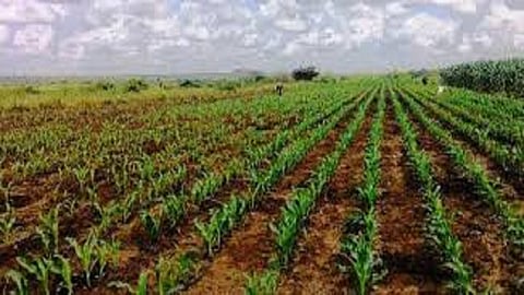 Agriculture